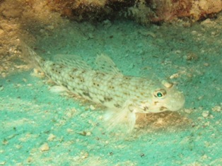 Istigobius decoratus